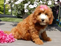 Jane, a female Miniature Goldendoodle for sale in Berlin, OH – 2 of 6