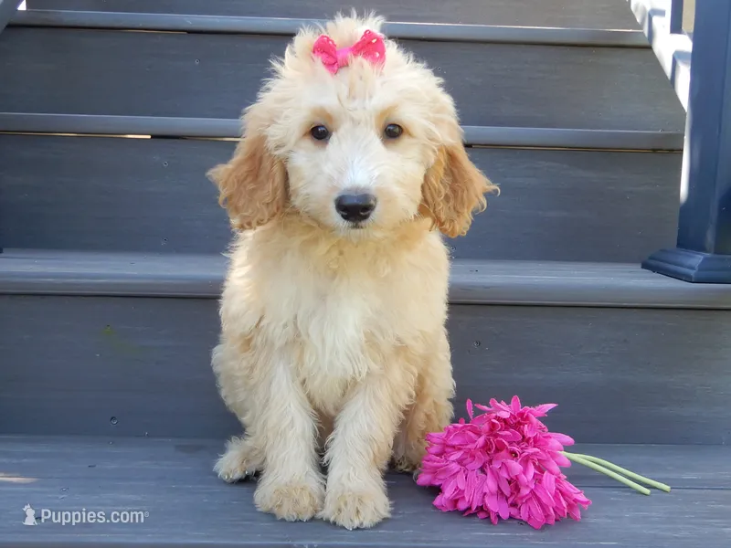 Penny (medium) – Miniature Goldendoodle puppy for sale in Berlin, OH