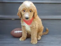Bear (medium), a male Miniature Goldendoodle for sale in Berlin, OH – 7 of 7