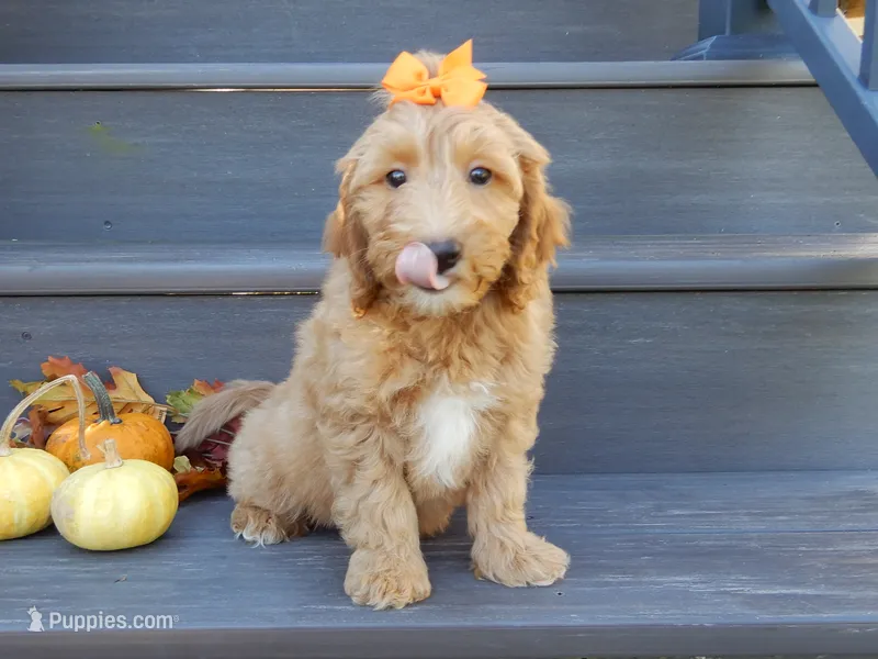 Laci – Miniature Goldendoodle puppy for sale in Berlin, OH