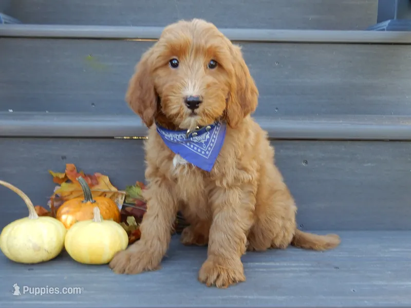 Bingo – Miniature Goldendoodle puppy for sale in Berlin, OH