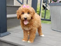 Betsie, a female Miniature Goldendoodle for sale in Berlin, OH – 1 of 5