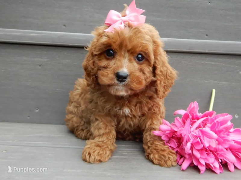 Callie – Cavapoo puppy for sale in Berlin, OH