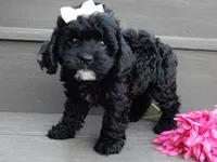 Millie, a female Cockapoo for sale in Berlin, OH – 2 of 7