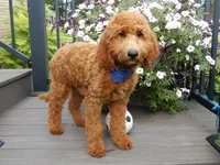 Chase, a male Miniature Goldendoodle for sale in Berlin, OH – 4 of 5