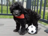 Mason, a male Sheepadoodle for sale in Berlin, OH – 3 of 9