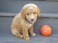 Mason (medium), a male Miniature Goldendoodle for sale in Berlin, OH – 2 of 5