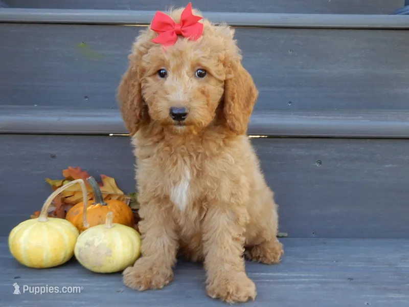 Zara – Miniature Goldendoodle puppy for sale in Berlin, OH