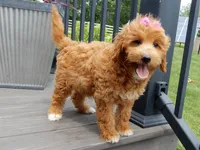 Betsie, a female Miniature Goldendoodle for sale in Berlin, OH – 5 of 5