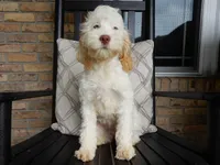 Maci, a female Cockapoo for sale in Berlin, OH – 6 of 7
