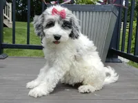 Willow, a female Sheepadoodle for sale in Berlin, OH – 2 of 7