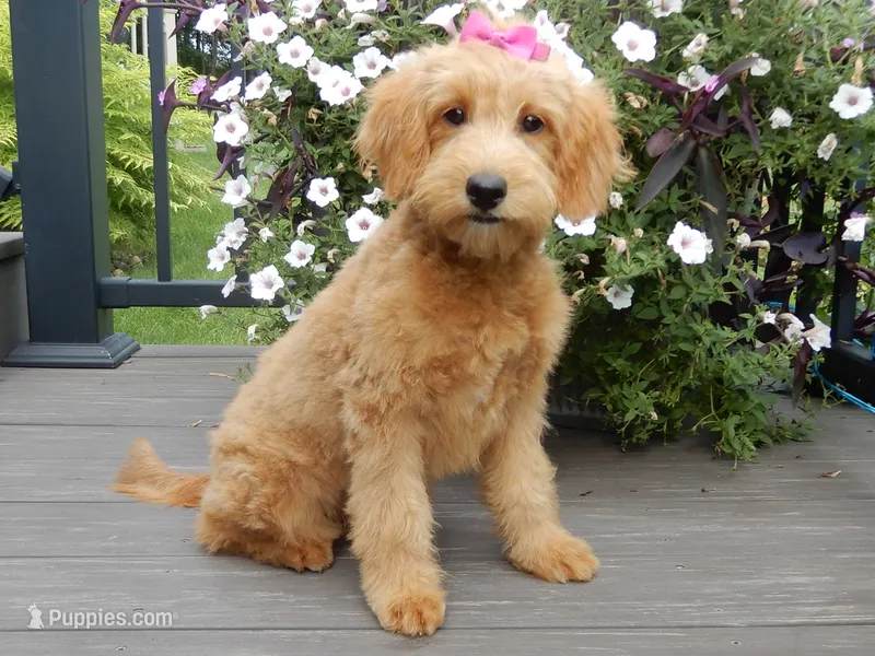 Abby – Miniature Goldendoodle puppy for sale in Berlin, OH