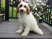 Princess-MEDIUM SIZE, a female Goldendoodle for sale in Berlin, OH – 2 of 6