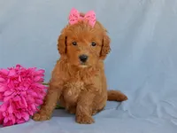 Abby, a female Miniature Goldendoodle for sale in Berlin, OH – 4 of 5