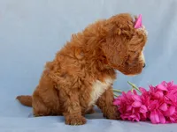 Jane, a female Miniature Goldendoodle for sale in Berlin, OH – 4 of 5