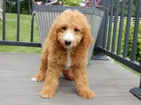 Douglas, a male Miniature Goldendoodle for sale in Berlin, OH – 2 of 6