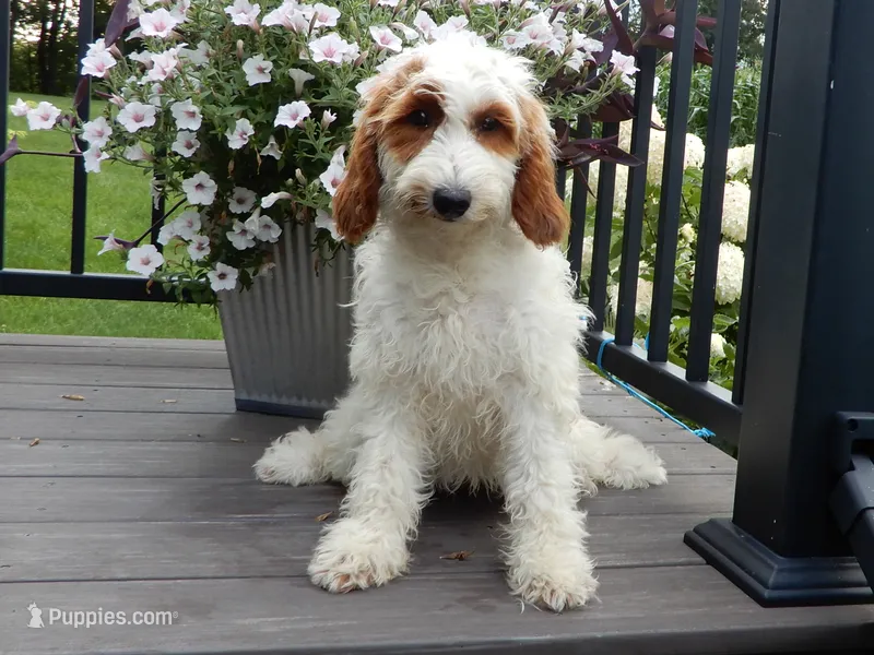 Princess-MEDIUM SIZE – Goldendoodle puppy for sale in Berlin, OH