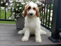 Princess-MEDIUM SIZE, a female Goldendoodle for sale in Berlin, OH – 1 of 6