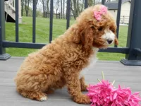 Lulu, a female Cavapoo for sale in Berlin, OH – 6 of 6