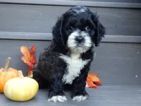 Dakota, a male Cockapoo for sale in Berlin, OH – 2 of 6