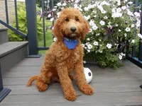 Chase, a male Miniature Goldendoodle for sale in Berlin, OH – 2 of 5