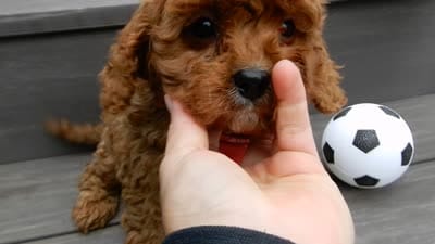 Cooper, a male Cavapoo for sale in Berlin, OH – 6 of 7
