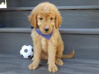 Rover (medium), a male Miniature Goldendoodle for sale in Berlin, OH – 4 of 5