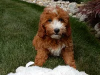 Jane, a female Miniature Goldendoodle for sale in Berlin, OH – 4 of 6
