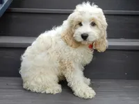 Ollie, a male Cockapoo for sale in Berlin, OH – 4 of 6