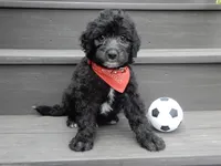Mason, a male Sheepadoodle for sale in Berlin, OH – 7 of 9