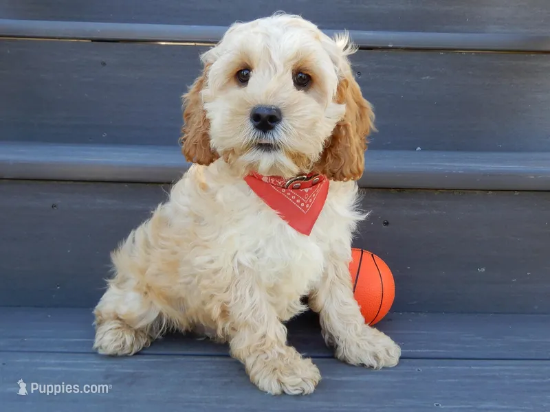 Shawn, a male Cockapoo for sale in Berlin, OH – Photo 1 of 3