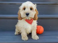 Shawn, a male Cockapoo for sale in Berlin, OH – Photo 2 of 3