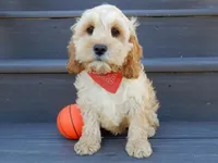Shawn, a male Cockapoo for sale in Berlin, OH – Photo 3 of 3