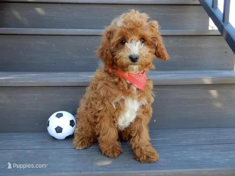 Lenny – Miniature Goldendoodle puppy for sale in Berlin, OH