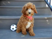 Lenny, a male Miniature Goldendoodle for sale in Berlin, OH – Photo 1 of 5
