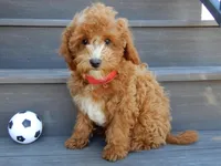 Lenny, a male Miniature Goldendoodle for sale in Berlin, OH – Photo 4 of 5
