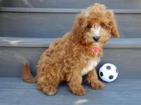 Lenny, a male Miniature Goldendoodle for sale in Berlin, OH – Photo 2 of 5