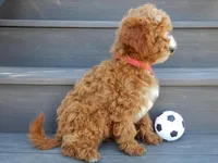 Lenny, a male Miniature Goldendoodle for sale in Berlin, OH – Photo 3 of 5
