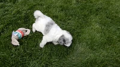 Willow, a female Sheepadoodle for sale in Berlin, OH – 8 of 9