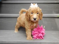 Ginger, a female Miniature Goldendoodle for sale in Berlin, OH – 6 of 7