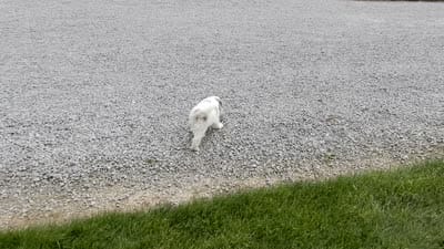 Willow, a female Sheepadoodle for sale in Berlin, OH – 9 of 9