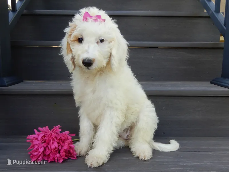 Daisy (medium) – Miniature Goldendoodle puppy for sale in Berlin, OH