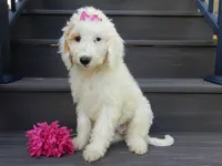 Daisy (medium), a female Miniature Goldendoodle for sale in Berlin, OH – 1 of 6