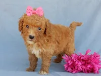 Sasha, a female Miniature Goldendoodle for sale in Berlin, OH – 3 of 5