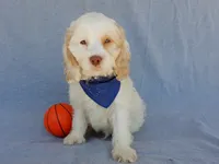 Lucky, a male Cockapoo for sale in Berlin, OH – 2 of 5