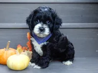 Dakota, a male Cockapoo for sale in Berlin, OH – 3 of 6