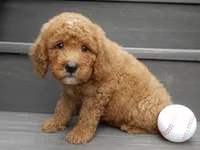 Louie, a male Miniature Goldendoodle for sale in Berlin, OH – 2 of 5