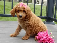 Penny, a female Cavapoo for sale in Berlin, OH – 4 of 6
