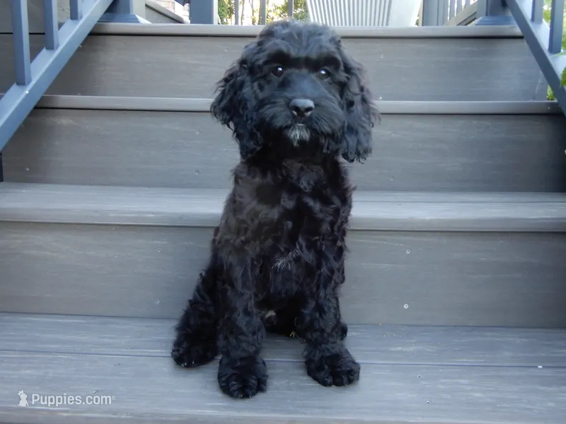 Jet – Cockapoo puppy for sale in Berlin, OH