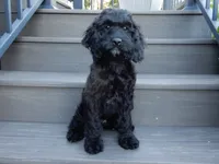 Jet, a male Cockapoo for sale in Berlin, OH – 1 of 10